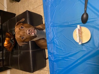A photo of a dog celebrating its' birthday.